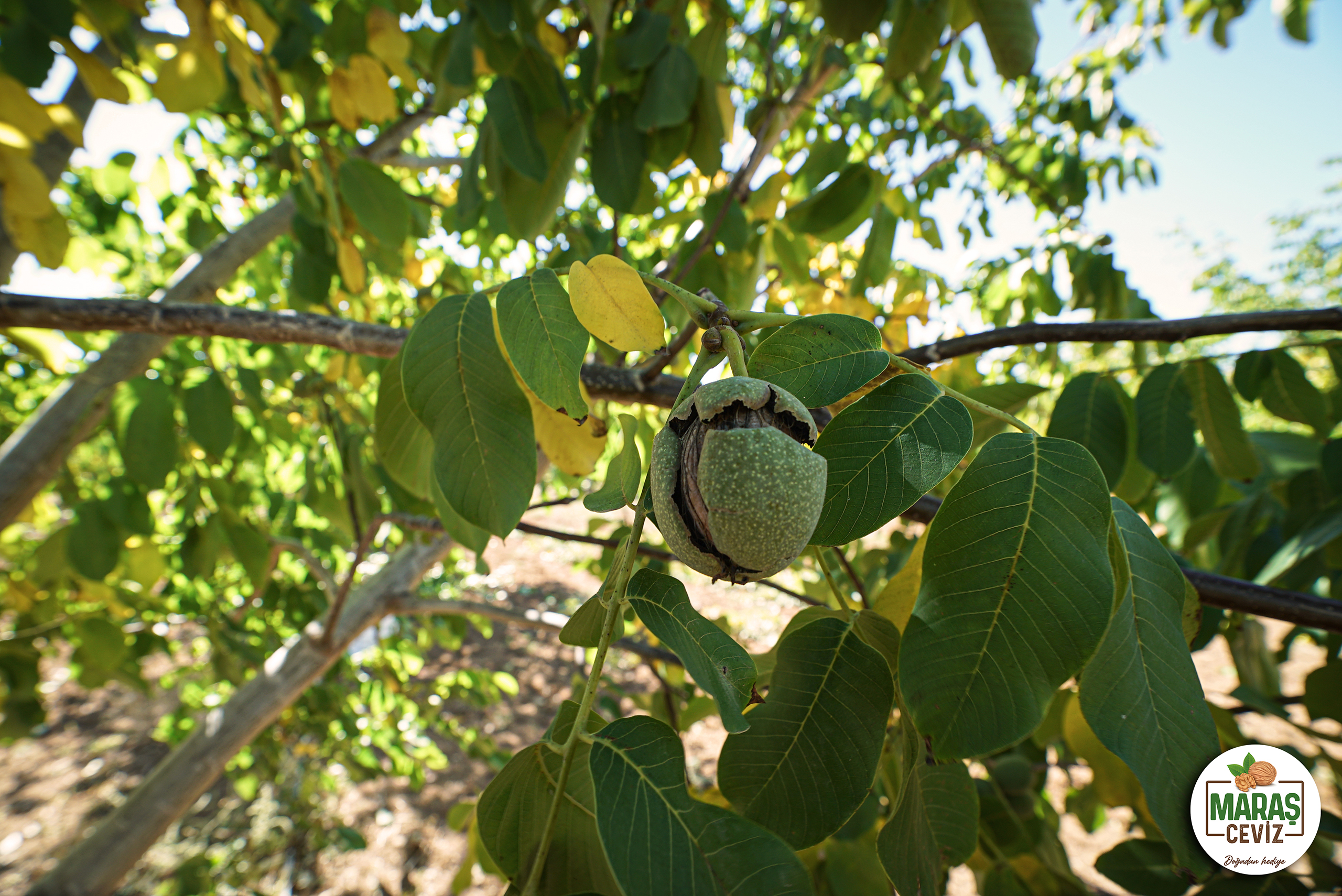 Maraş Cevizi nedir? 1 Maras Ceviz Bahce3 RC
