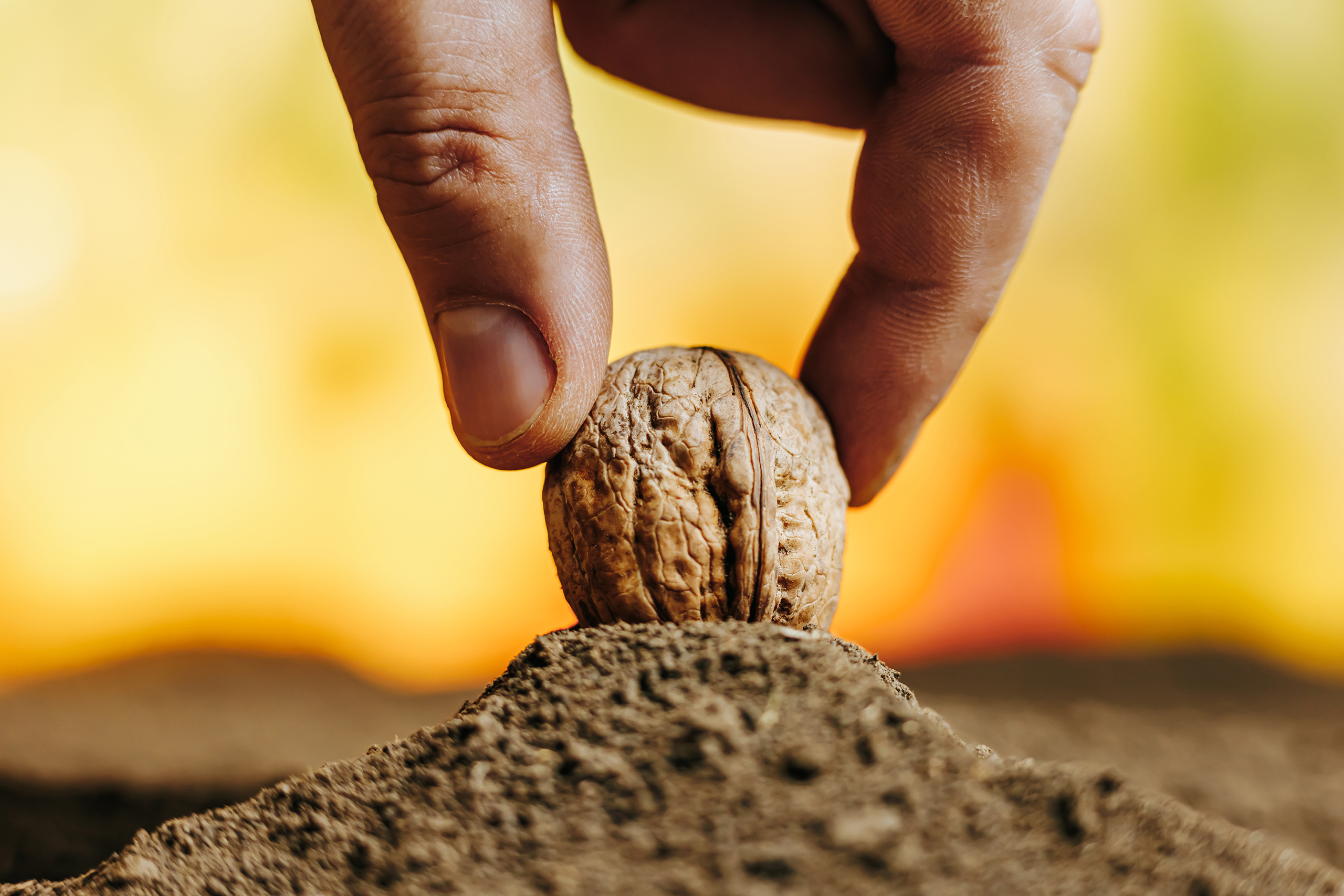a stunning close up photograph of a walnut kernel 2024 03 19 20 48 42 utc