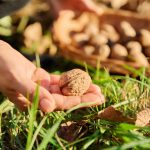 close up of ripe walnuts in hands of woman picking 2023 11 27 05 27 59 utc
