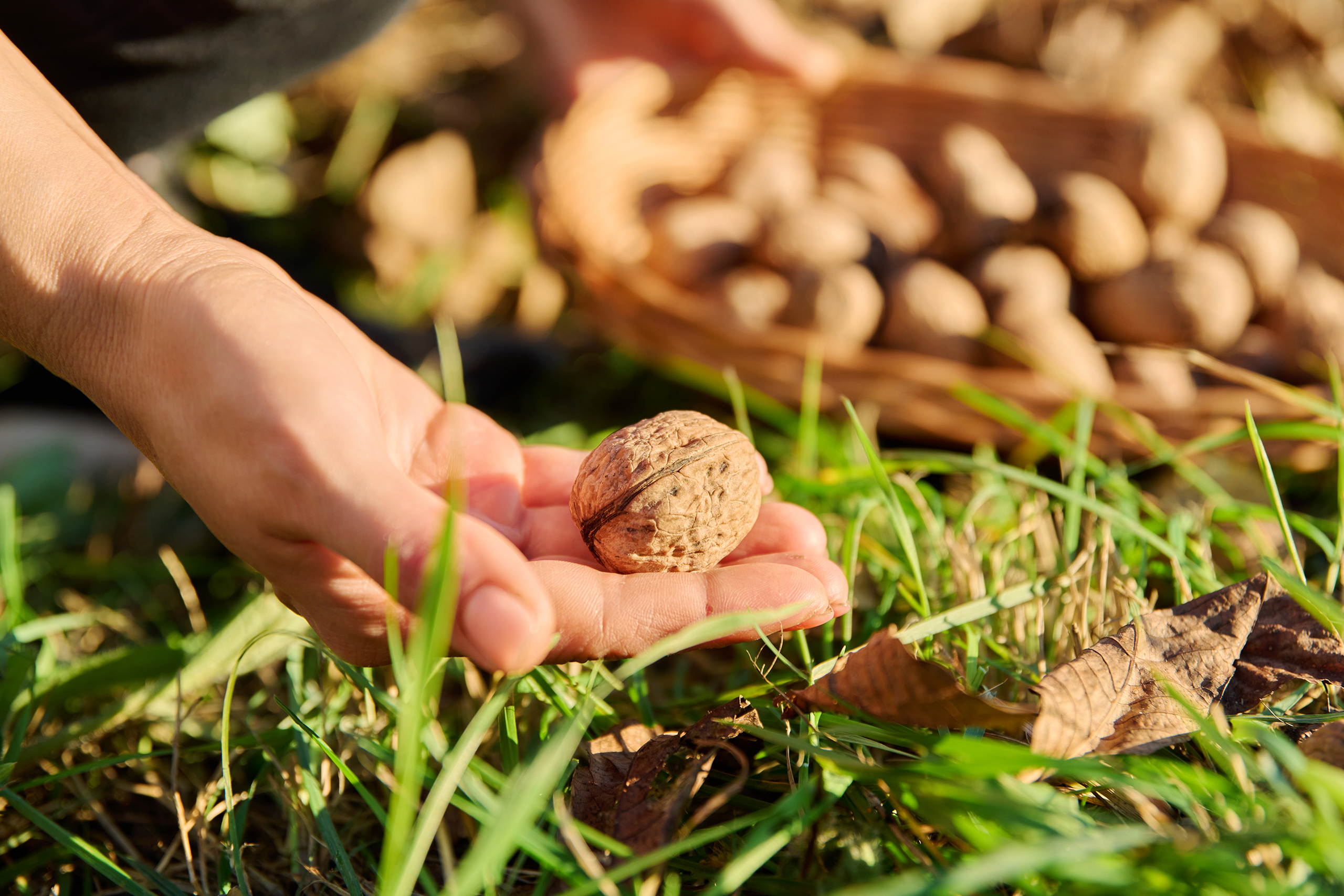 close up of ripe walnuts in hands of woman picking 2023 11 27 05 27 59 utc