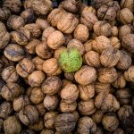 closeup of fresh raw walnut in peel lying on pile 2023 11 27 05 33 00 utc