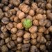 closeup of fresh raw walnut in peel lying on pile 2023 11 27 05 33 00 utc