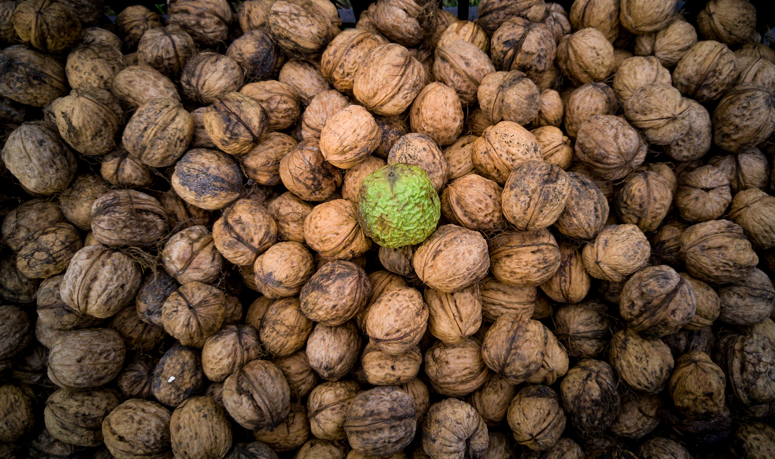 closeup of fresh raw walnut in peel lying on pile 2023 11 27 05 33 00 utc