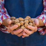 senior man farmer worker holding harvest of organ 2023 11 27 04 51 37 utc