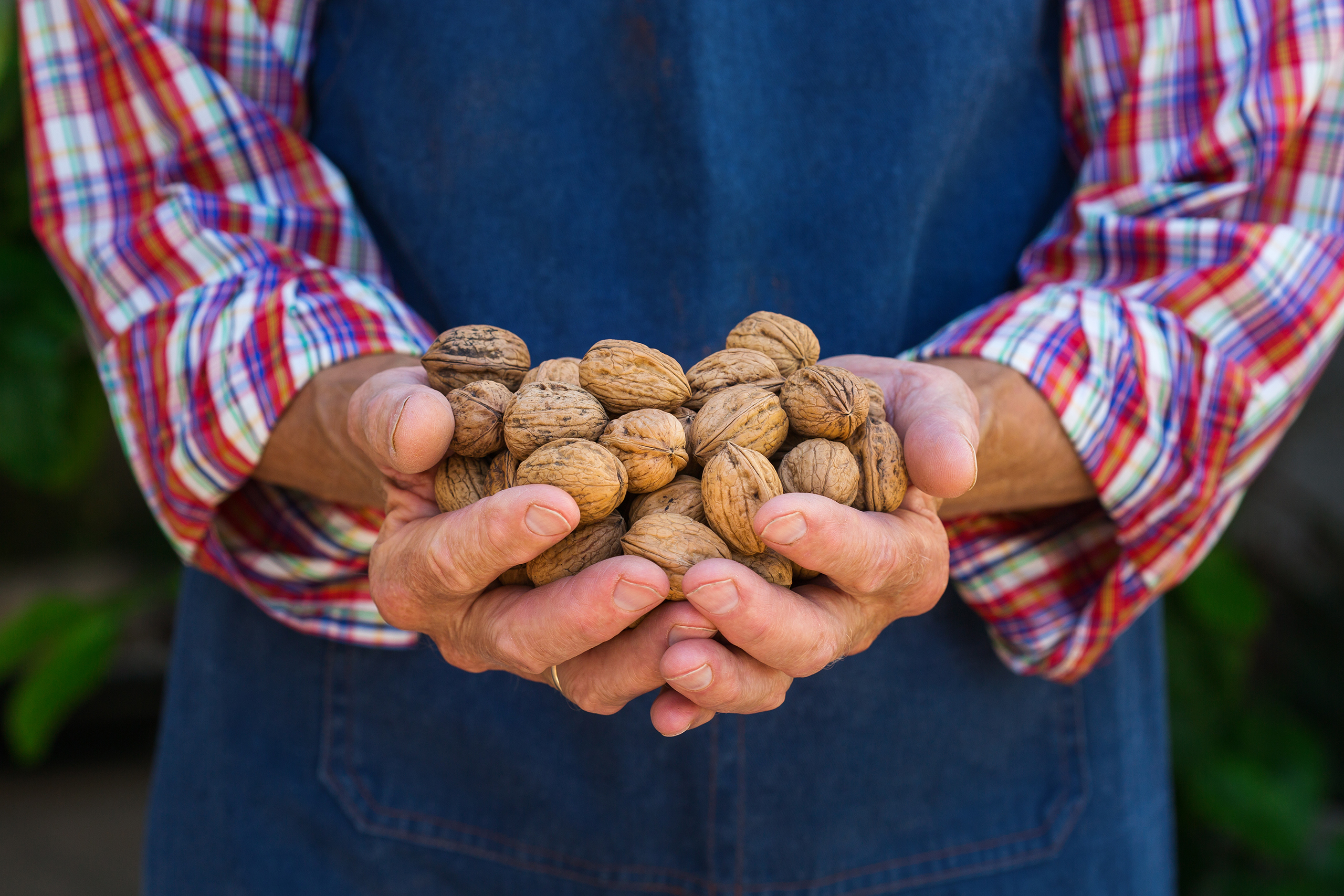 senior man farmer worker holding harvest of organ 2023 11 27 04 51 37 utc